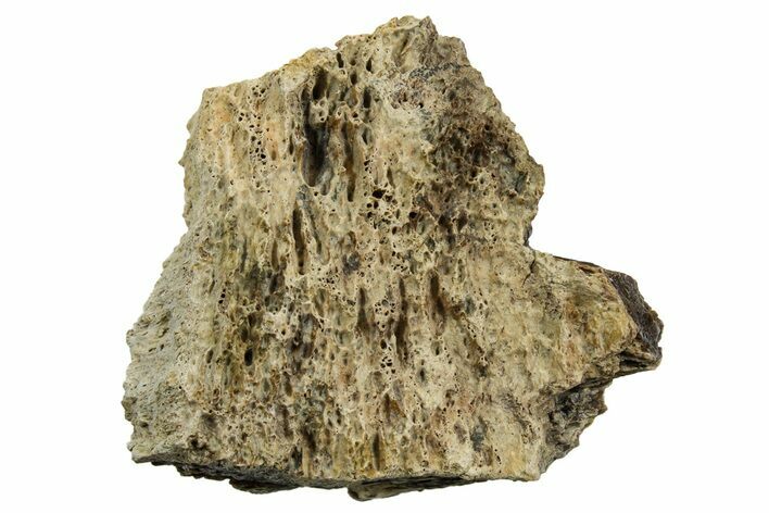 Fossil Tyrannosaur (T rex) Vertebra Section - Wyoming #350461